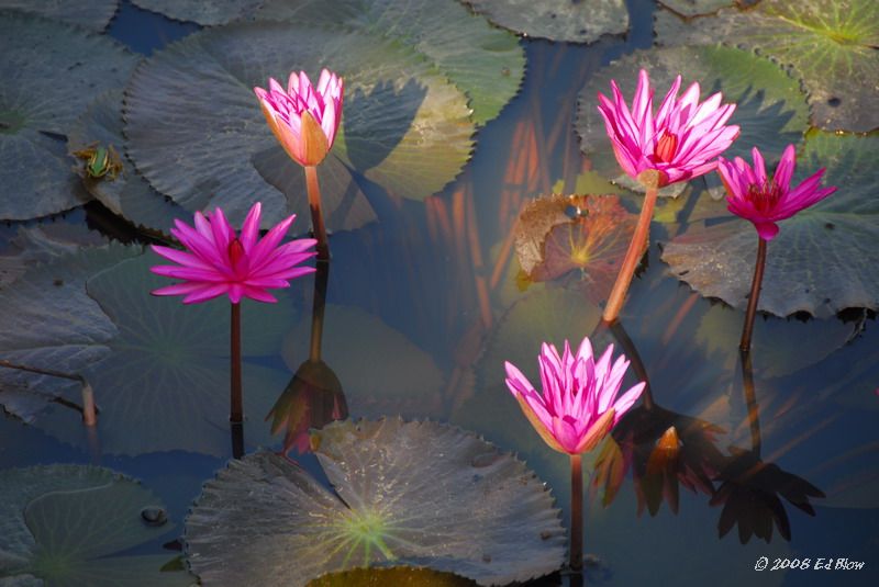 Frog and Flower.jpg